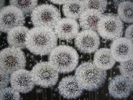 Fluffies original painting by Viktorija Labinaitė. Flowers