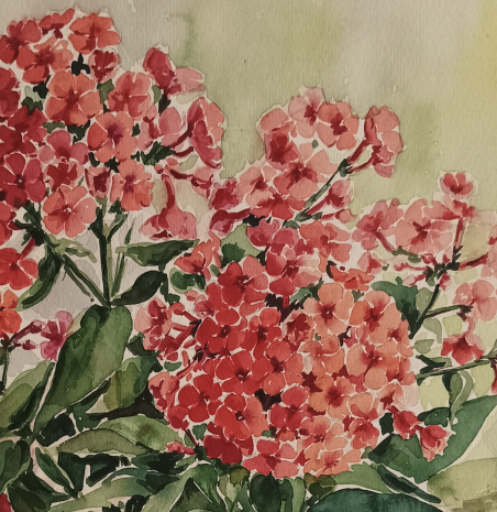 Those fragrant phlox original painting by Jūratė Sasnauskienė. Home