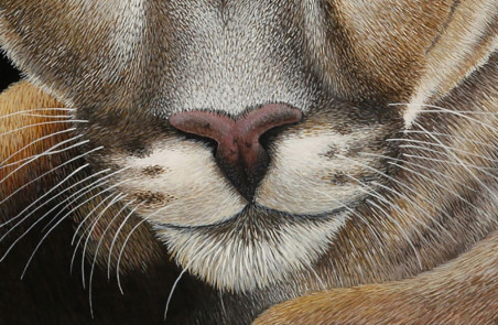 Puma concolor original painting by Laima Žeimienė Vienis. Home