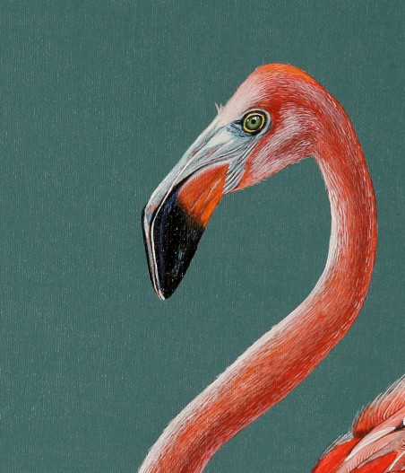 Phoenicopterus original painting by Laima Žeimienė Vienis. Home