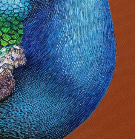 Pavo cristatus I original painting by Laima Žeimienė Vienis. Home