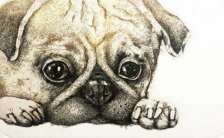 Pug original painting by Gražvyda Andrijauskaitė. Home